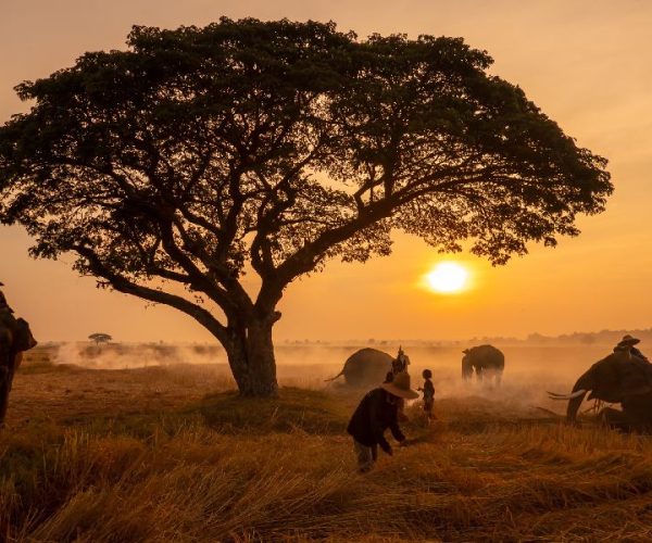 11 Days Combined Kenya & Tanzania Safari