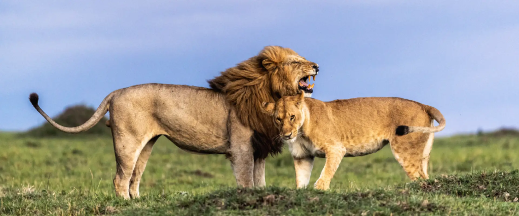 3-Day Classic Nairobi & Maasai Mara Safari Experience