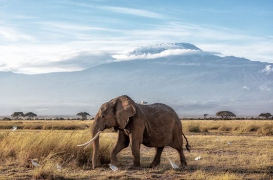 A 12-day safari showcasing the best wildlife and landscapes of Kenya and Tanzania