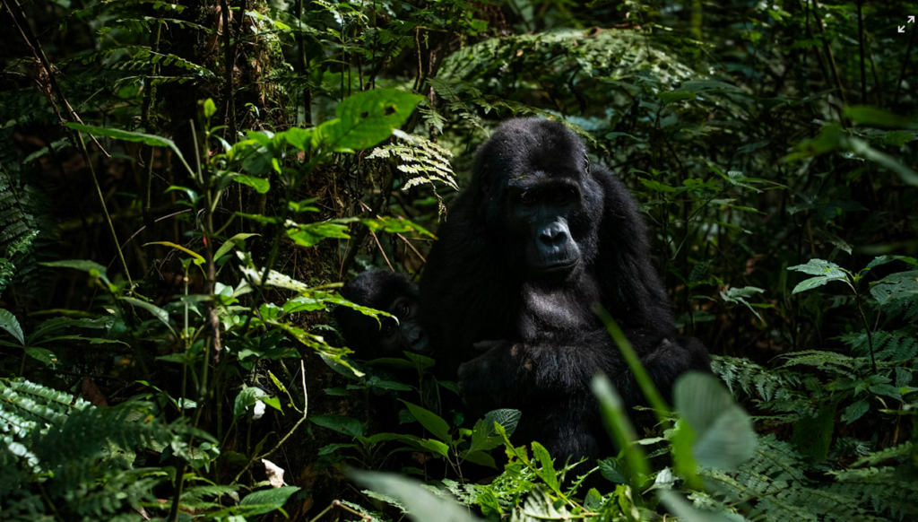 Gorilla Trekking Safari – Bwindi Impenetrable Forest