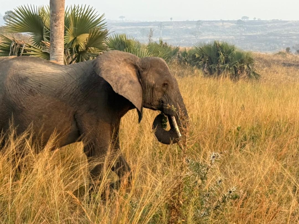 4 Days Maasai Mara Classic Safari Experience