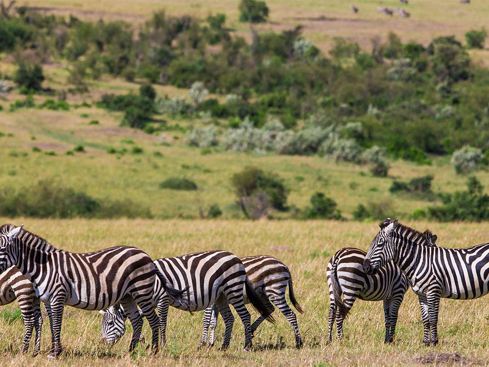 7-Day Tanzania Highlights Safari & Zanzibar Beach Escape