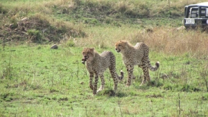 7 Days Serengeti & Ngorongoro Classic Safari | Tanzania Tour